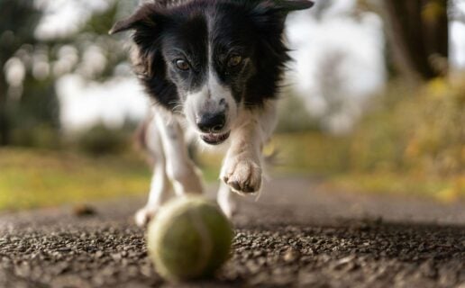 Dog Balls: Optimizing Print for Cost-Effective Tapes